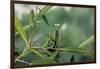 Mantis Religiosa (Praying Mantis)-Paul Starosta-Framed Photographic Print