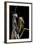 Mantis Religiosa (Praying Mantis) --Paul Starosta-Framed Photographic Print