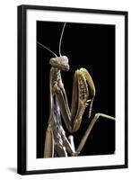 Mantis Religiosa (Praying Mantis) --Paul Starosta-Framed Photographic Print