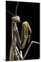 Mantis Religiosa (Praying Mantis) --Paul Starosta-Mounted Photographic Print