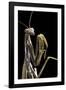 Mantis Religiosa (Praying Mantis) --Paul Starosta-Framed Photographic Print