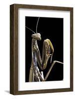 Mantis Religiosa (Praying Mantis) --Paul Starosta-Framed Photographic Print