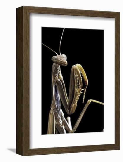 Mantis Religiosa (Praying Mantis) --Paul Starosta-Framed Photographic Print