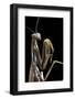 Mantis Religiosa (Praying Mantis) --Paul Starosta-Framed Photographic Print