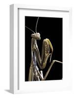 Mantis Religiosa (Praying Mantis) --Paul Starosta-Framed Photographic Print