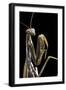 Mantis Religiosa (Praying Mantis) --Paul Starosta-Framed Photographic Print