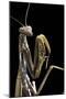 Mantis Religiosa (Praying Mantis) --Paul Starosta-Mounted Photographic Print