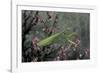 Mantis Religiosa (Praying Mantis)-Paul Starosta-Framed Photographic Print