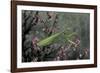 Mantis Religiosa (Praying Mantis)-Paul Starosta-Framed Photographic Print