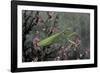 Mantis Religiosa (Praying Mantis)-Paul Starosta-Framed Photographic Print