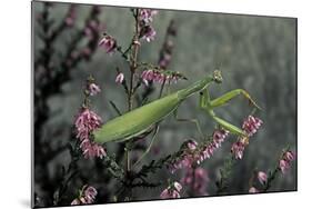 Mantis Religiosa (Praying Mantis)-Paul Starosta-Mounted Photographic Print