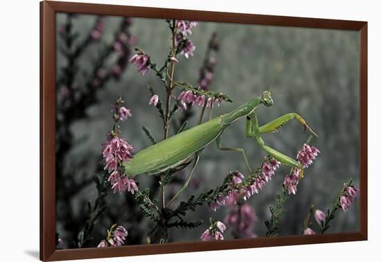 Mantis Religiosa (Praying Mantis)-Paul Starosta-Framed Photographic Print