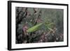 Mantis Religiosa (Praying Mantis)-Paul Starosta-Framed Photographic Print