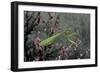 Mantis Religiosa (Praying Mantis)-Paul Starosta-Framed Photographic Print