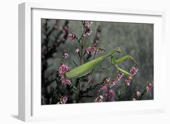 Mantis Religiosa (Praying Mantis)-Paul Starosta-Framed Photographic Print