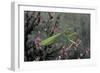 Mantis Religiosa (Praying Mantis)-Paul Starosta-Framed Photographic Print