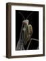 Mantis Religiosa (Praying Mantis) --Paul Starosta-Framed Photographic Print