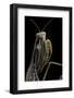 Mantis Religiosa (Praying Mantis) --Paul Starosta-Framed Photographic Print