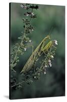 Mantis Religiosa (Praying Mantis)-Paul Starosta-Stretched Canvas