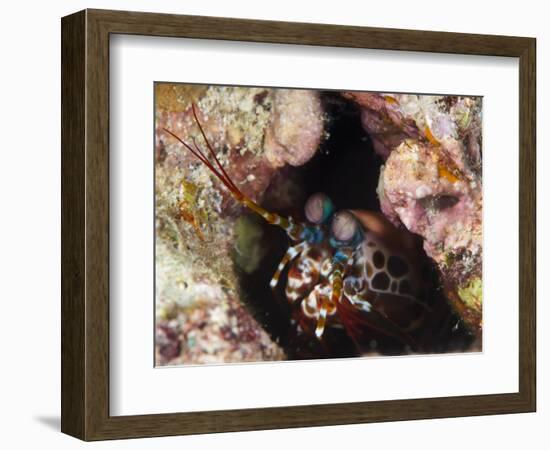 Mantis Shrimp (Gonodactylus Sp.), a Hole Dwelling Crustacean, Queensland, Australia, Pacific-Louise Murray-Framed Photographic Print