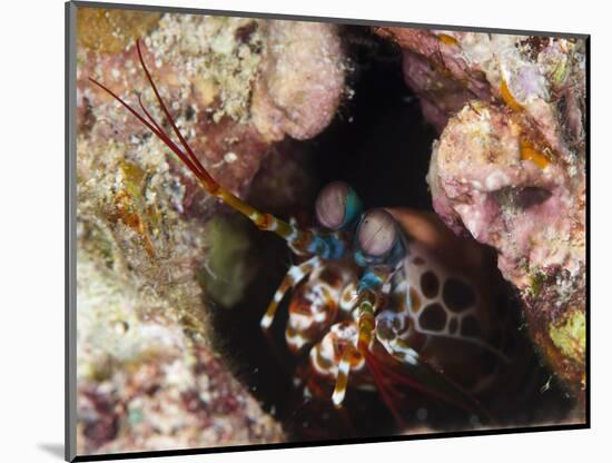Mantis Shrimp (Gonodactylus Sp.), a Hole Dwelling Crustacean, Queensland, Australia, Pacific-Louise Murray-Mounted Photographic Print