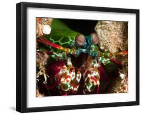 Mantis Shrimp (Odontodactylus Scyllarus), Sulawesi, Indonesia, Southeast Asia, Asia-Lisa Collins-Framed Photographic Print