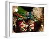 Mantis Shrimp (Odontodactylus Scyllarus), Sulawesi, Indonesia, Southeast Asia, Asia-Lisa Collins-Framed Photographic Print