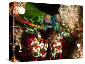 Mantis Shrimp (Odontodactylus Scyllarus), Sulawesi, Indonesia, Southeast Asia, Asia-Lisa Collins-Stretched Canvas