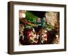 Mantis Shrimp (Odontodactylus Scyllarus), Sulawesi, Indonesia, Southeast Asia, Asia-Lisa Collins-Framed Photographic Print