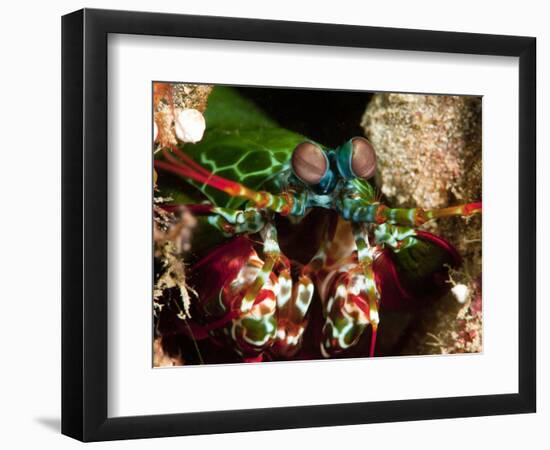 Mantis Shrimp (Odontodactylus Scyllarus), Sulawesi, Indonesia, Southeast Asia, Asia-Lisa Collins-Framed Photographic Print