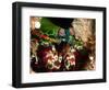 Mantis Shrimp (Odontodactylus Scyllarus), Sulawesi, Indonesia, Southeast Asia, Asia-Lisa Collins-Framed Photographic Print