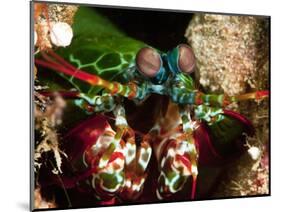 Mantis Shrimp (Odontodactylus Scyllarus), Sulawesi, Indonesia, Southeast Asia, Asia-Lisa Collins-Mounted Photographic Print