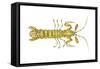 Mantis Shrimp (Squilla Empusa), Crustaceans-Encyclopaedia Britannica-Framed Stretched Canvas