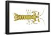 Mantis Shrimp (Squilla Empusa), Crustaceans-Encyclopaedia Britannica-Framed Poster