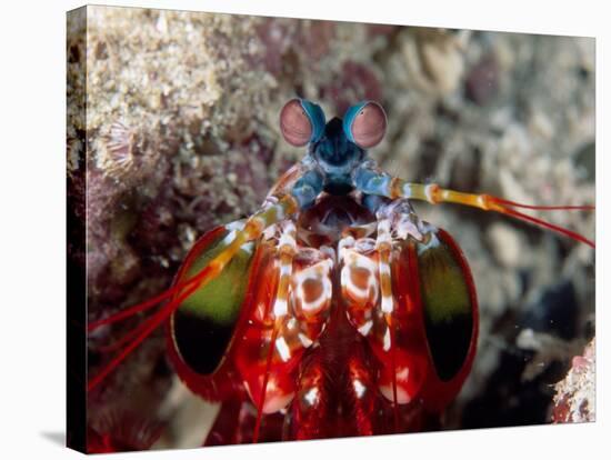 Mantis Shrimp-null-Stretched Canvas
