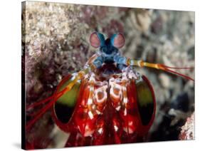 Mantis Shrimp-null-Stretched Canvas