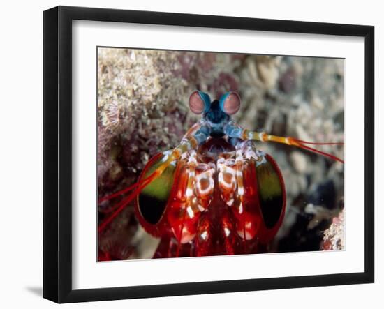 Mantis Shrimp-null-Framed Premium Photographic Print