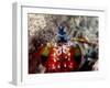 Mantis Shrimp-null-Framed Premium Photographic Print