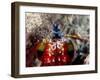 Mantis Shrimp-null-Framed Photographic Print