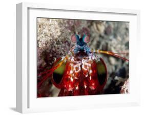 Mantis Shrimp-null-Framed Photographic Print