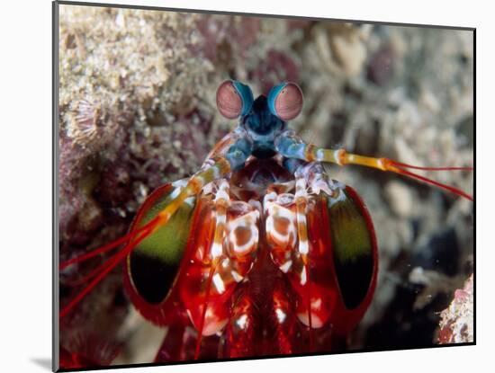 Mantis Shrimp-null-Mounted Photographic Print