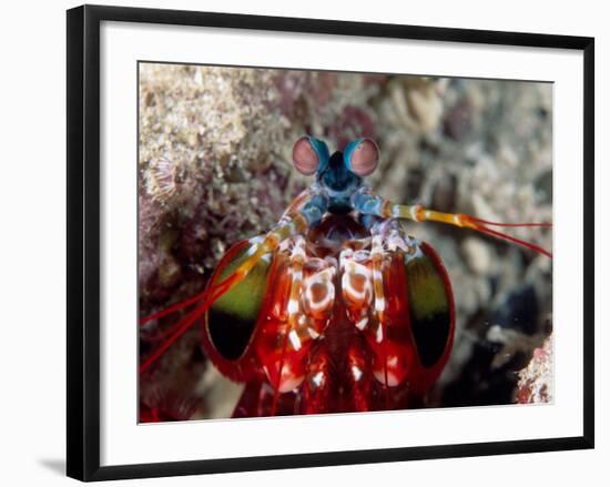 Mantis Shrimp-null-Framed Photographic Print