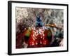 Mantis Shrimp-null-Framed Photographic Print