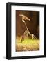 Mantis, 'Wandering Violin Mantis', Female, Camouflage, Hunt, Attack Position-Harald Kroiss-Framed Photographic Print