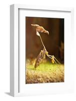 Mantis, 'Wandering Violin Mantis', Female, Camouflage, Hunt, Attack Position-Harald Kroiss-Framed Photographic Print