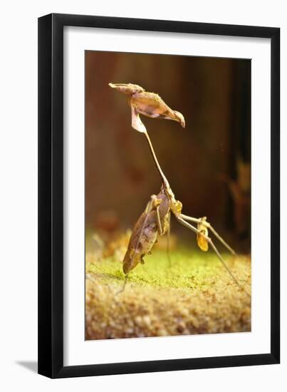 Mantis, 'Wandering Violin Mantis', Female, Camouflage, Hunt, Attack Position-Harald Kroiss-Framed Photographic Print