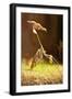 Mantis, 'Wandering Violin Mantis', Female, Camouflage, Hunt, Attack Position-Harald Kroiss-Framed Photographic Print