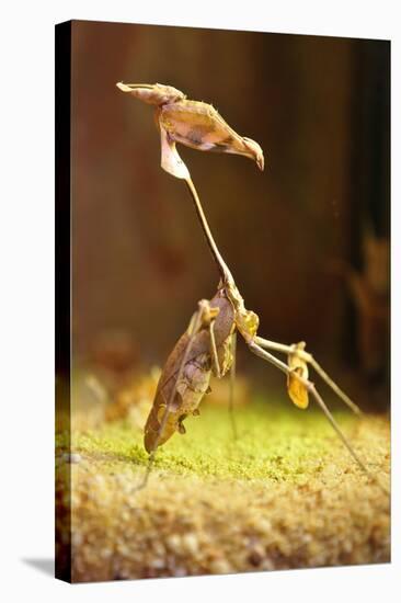 Mantis, 'Wandering Violin Mantis', Female, Camouflage, Hunt, Attack Position-Harald Kroiss-Stretched Canvas
