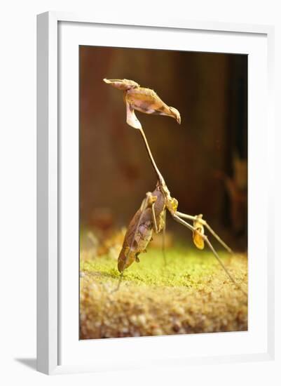 Mantis, 'Wandering Violin Mantis', Female, Camouflage, Hunt, Attack Position-Harald Kroiss-Framed Photographic Print