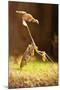 Mantis, 'Wandering Violin Mantis', Female, Camouflage, Hunt, Attack Position-Harald Kroiss-Mounted Photographic Print